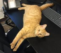 10 Of NYC’s Most Famous Cats