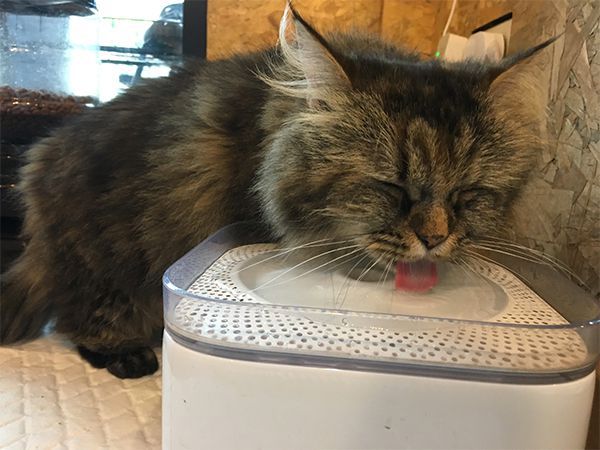 Cat cafe in chiang mai