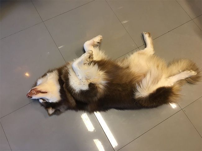 Dog cafe in Chiang Mai Thailand