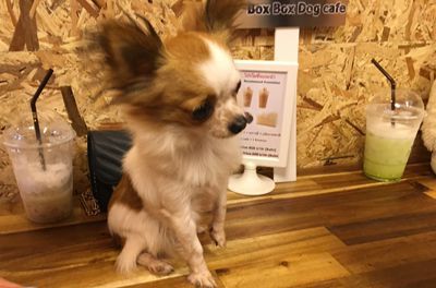 Dog cafe in Chiang Mai Thailand