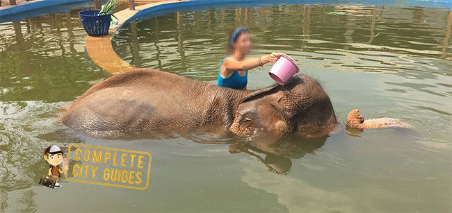 Elephants in Thailand