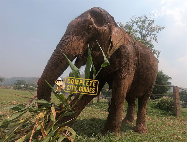 Elephants in Thailand