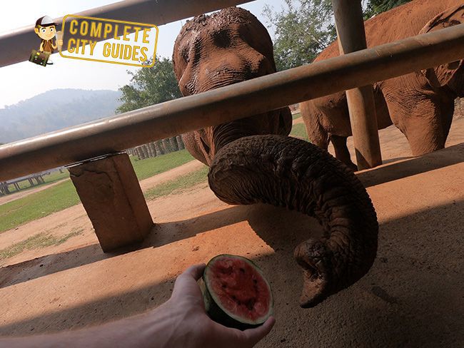 Feeding Elephants in Thailand