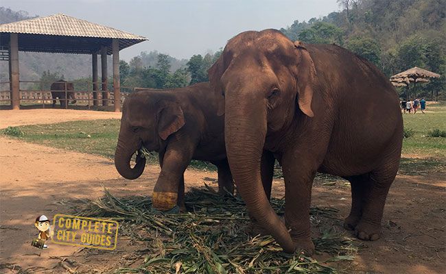 Elephants in Thailand