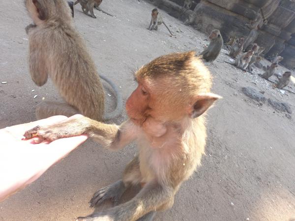 Lopburi (Monkey city)