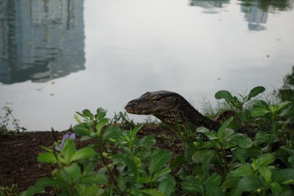 Lumpini Park - 2 Monitor Lizards (one Hidden)