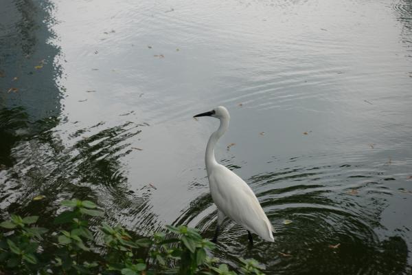 Lumpini Park Bird Breeds