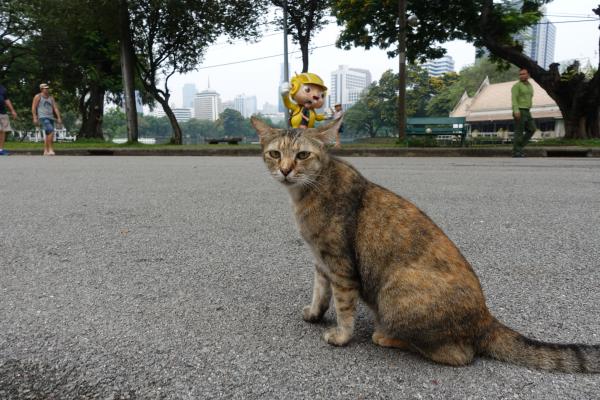 Lumpini Park Cats