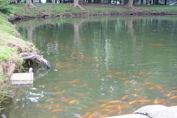 Lumpini Park Fish