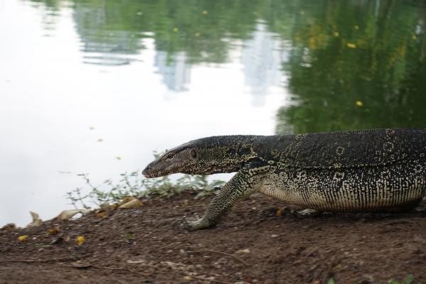 Lumpini Park - Monitor Lizard