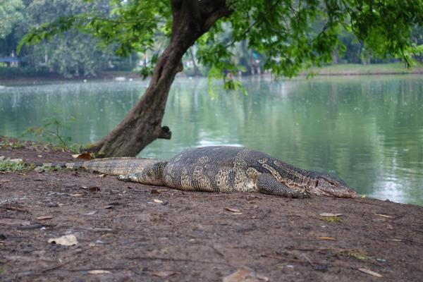 Lumpini Park Monitor Lizards