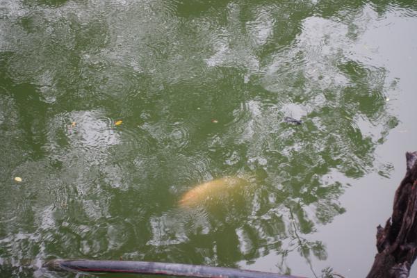 Lumpini Park - Spotting Fish