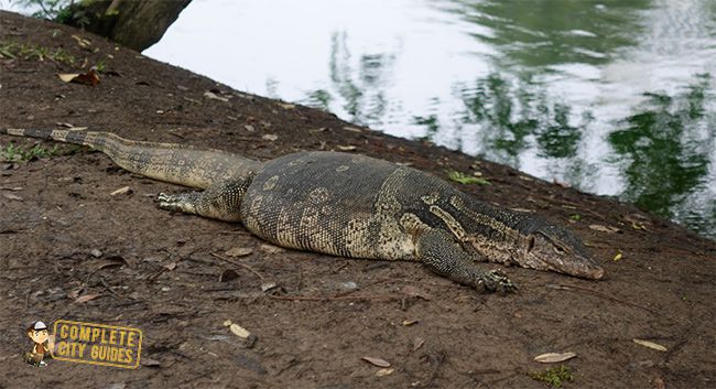 Lumpini Park Reptiles