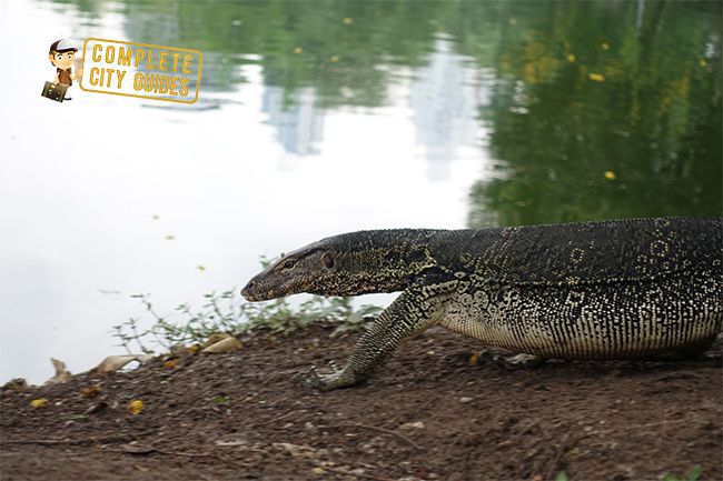 Lumpini Park Reptiles
