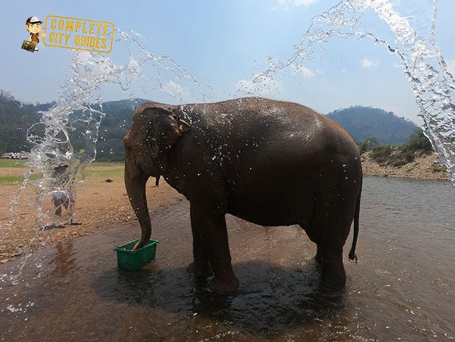 Feeding Elephants in Thailand
